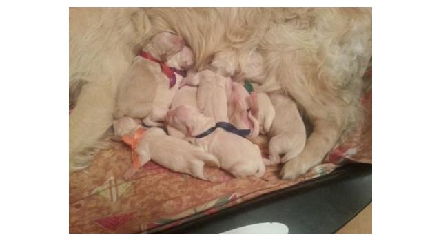 Щенки в питомнике Goldberry Щенки в питомнике Goldberry