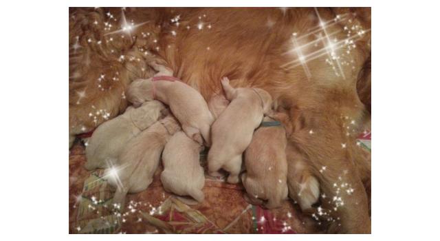 Щенки в питомнике Goldberry Щенки в питомнике Goldberry