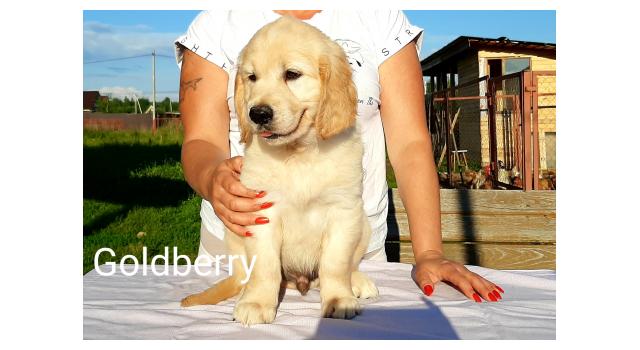 Щенки золотистого ретривера в питомнике Goldberry Щенки золотистого ретривера в питомнике Goldberry