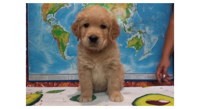 Щенки золотистого ретривера в питомнике Goldberry Щенки золотистого ретривера в питомнике Goldberry