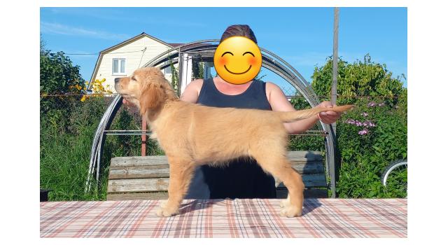 Щенки золотистого ретривера в питомнике Goldberry Щенки золотистого ретривера в питомнике Goldberry