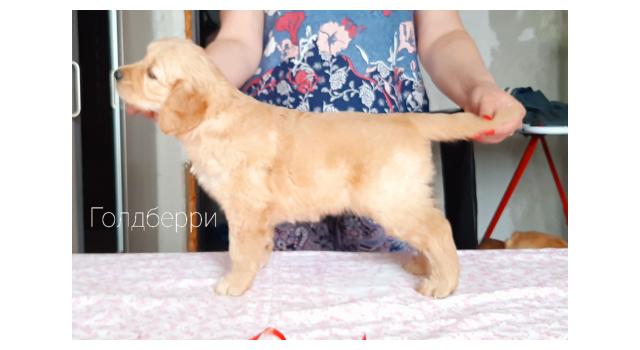 Щенки золотистого ретривера в питомнике Goldberry Щенки золотистого ретривера в питомнике Goldberry