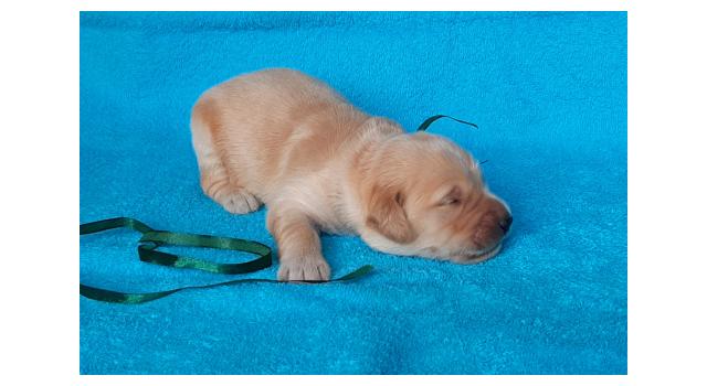 Щенки золотистого ретривера в питомнике Goldberry Щенки золотистого ретривера в питомнике Goldberry