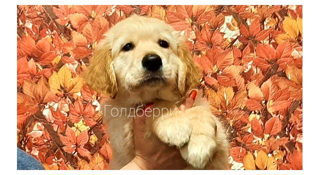 Щенки золотистого ретривера в питомнике Goldberry Щенки золотистого ретривера в питомнике Goldberry