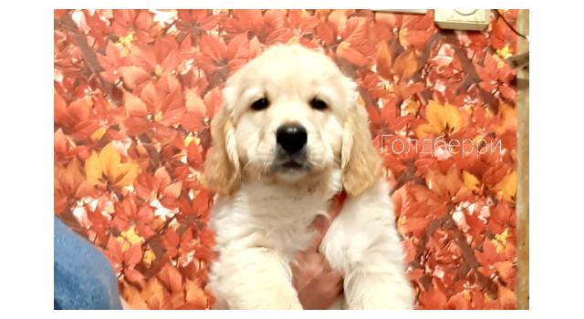 Щенки золотистого ретривера в питомнике Goldberry Щенки золотистого ретривера в питомнике Goldberry