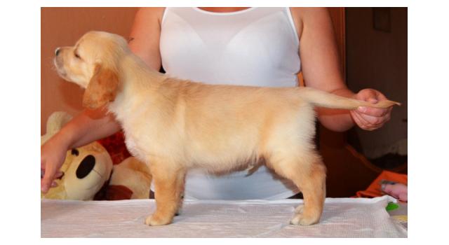 Щенки золотистого ретривера в питомнике Goldberry Щенки золотистого ретривера в питомнике Goldberry