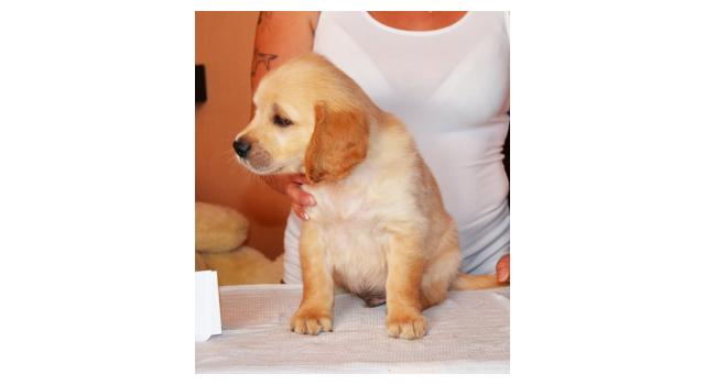 Щенки золотистого ретривера в питомнике Goldberry Щенки золотистого ретривера в питомнике Goldberry