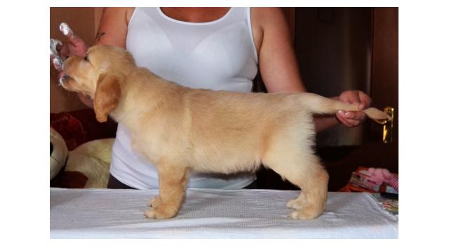 Щенки золотистого ретривера в питомнике Goldberry Щенки золотистого ретривера в питомнике Goldberry