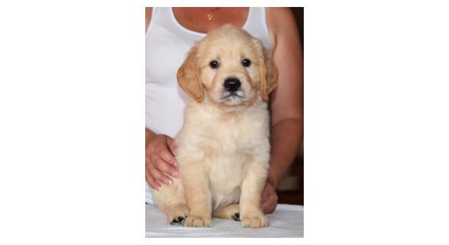 Щенки золотистого ретривера в питомнике Goldberry Щенки золотистого ретривера в питомнике Goldberry