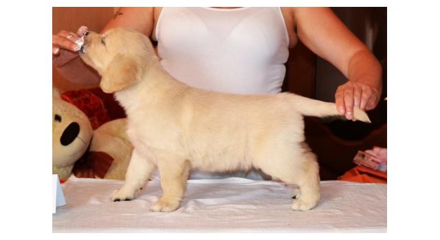 Щенки золотистого ретривера в питомнике Goldberry Щенки золотистого ретривера в питомнике Goldberry