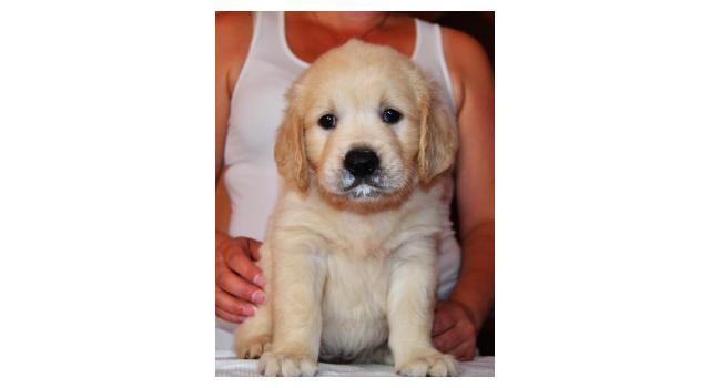 Щенки золотистого ретривера в питомнике Goldberry Щенки золотистого ретривера в питомнике Goldberry