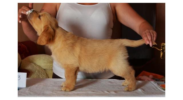 Щенки золотистого ретривера в питомнике Goldberry Щенки золотистого ретривера в питомнике Goldberry