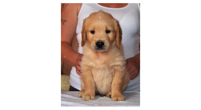 Щенки золотистого ретривера в питомнике Goldberry Щенки золотистого ретривера в питомнике Goldberry