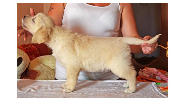 Щенки золотистого ретривера в питомнике Goldberry Щенки золотистого ретривера в питомнике Goldberry