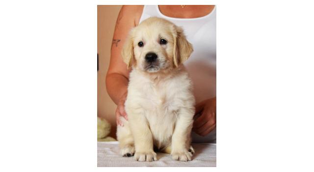 Щенки золотистого ретривера в питомнике Goldberry Щенки золотистого ретривера в питомнике Goldberry