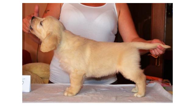 Щенки золотистого ретривера в питомнике Goldberry Щенки золотистого ретривера в питомнике Goldberry