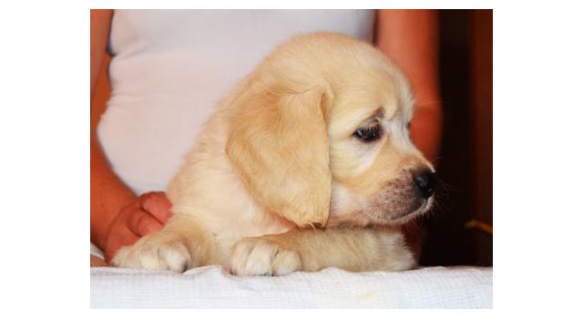 Щенки золотистого ретривера в питомнике Goldberry Щенки золотистого ретривера в питомнике Goldberry