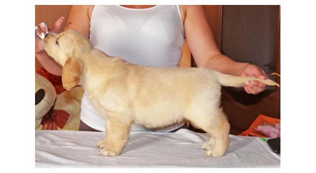 Щенки золотистого ретривера в питомнике Goldberry Щенки золотистого ретривера в питомнике Goldberry