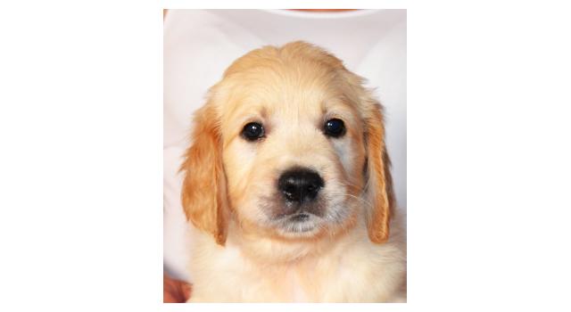 Щенки золотистого ретривера в питомнике Goldberry Щенки золотистого ретривера в питомнике Goldberry