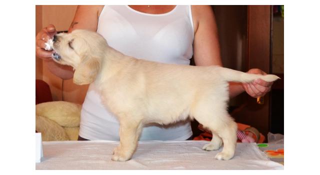 Щенки золотистого ретривера в питомнике Goldberry Щенки золотистого ретривера в питомнике Goldberry