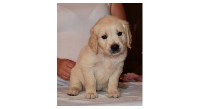 Щенки золотистого ретривера в питомнике Goldberry Щенки золотистого ретривера в питомнике Goldberry