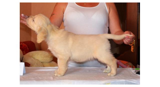 Щенки золотистого ретривера в питомнике Goldberry Щенки золотистого ретривера в питомнике Goldberry