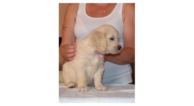 Щенки золотистого ретривера в питомнике Goldberry Щенки золотистого ретривера в питомнике Goldberry