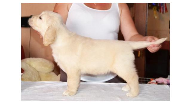 Щенки золотистого ретривера в питомнике Goldberry Щенки золотистого ретривера в питомнике Goldberry