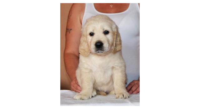 Щенки золотистого ретривера в питомнике Goldberry Щенки золотистого ретривера в питомнике Goldberry