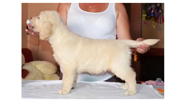 Щенки золотистого ретривера в питомнике Goldberry Щенки золотистого ретривера в питомнике Goldberry