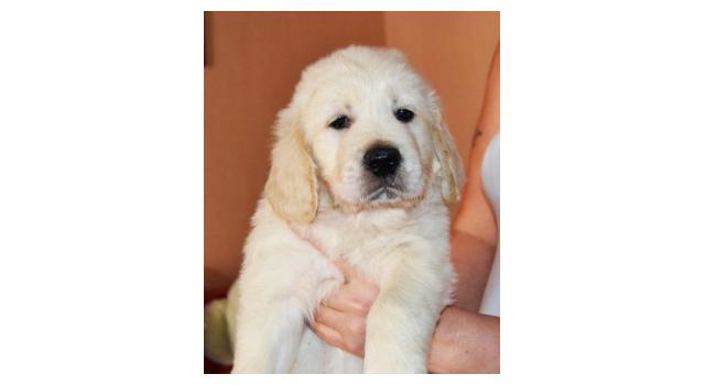 Щенки золотистого ретривера в питомнике Goldberry Щенки золотистого ретривера в питомнике Goldberry