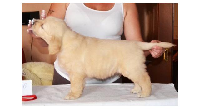 Щенки золотистого ретривера в питомнике Goldberry Щенки золотистого ретривера в питомнике Goldberry