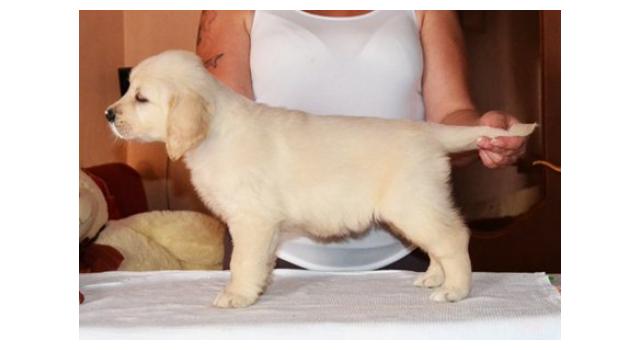 Щенки золотистого ретривера в питомнике Goldberry Щенки золотистого ретривера в питомнике Goldberry