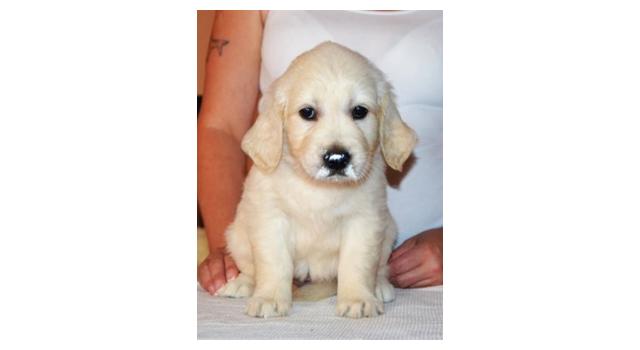 Щенки золотистого ретривера в питомнике Goldberry Щенки золотистого ретривера в питомнике Goldberry