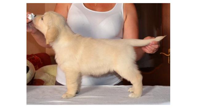 Щенки золотистого ретривера в питомнике Goldberry Щенки золотистого ретривера в питомнике Goldberry