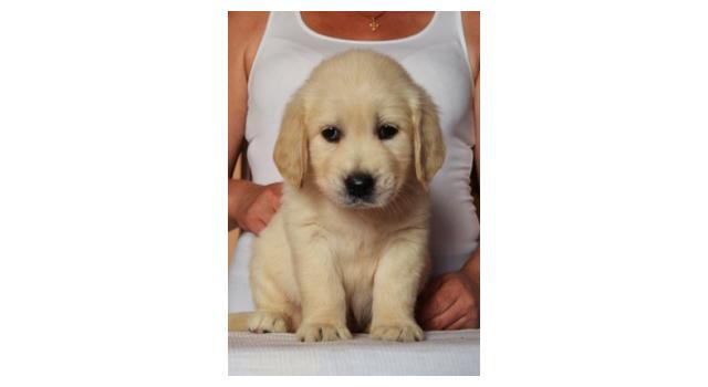 Щенки золотистого ретривера в питомнике Goldberry Щенки золотистого ретривера в питомнике Goldberry