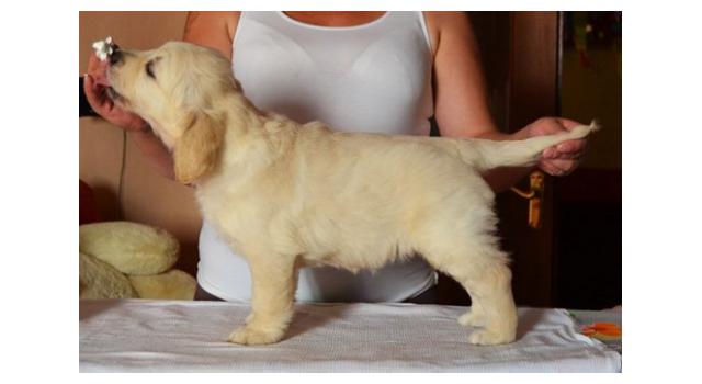 Щенки золотистого ретривера в питомнике Goldberry Щенки золотистого ретривера в питомнике Goldberry