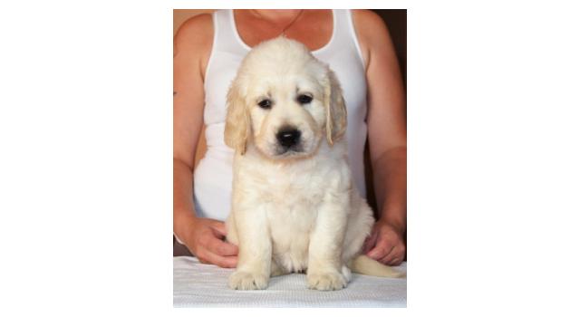 Щенки золотистого ретривера в питомнике Goldberry Щенки золотистого ретривера в питомнике Goldberry