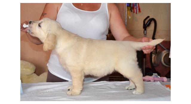 Щенки золотистого ретривера в питомнике Goldberry Щенки золотистого ретривера в питомнике Goldberry