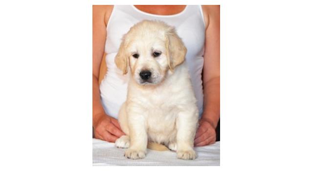 Щенки золотистого ретривера в питомнике Goldberry Щенки золотистого ретривера в питомнике Goldberry