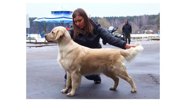 Щенки золотистого ретривера в питомнике Goldberry Щенки золотистого ретривера в питомнике Goldberry