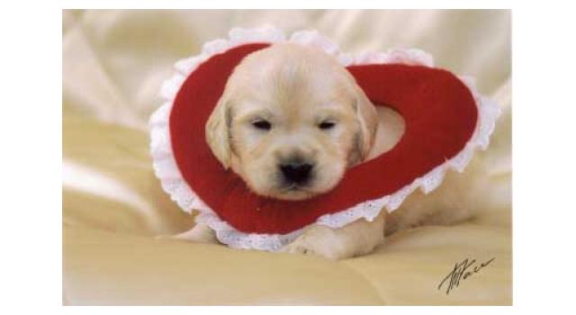 Щенки золотистого ретривера в питомнике Goldberry Щенки золотистого ретривера в питомнике Goldberry