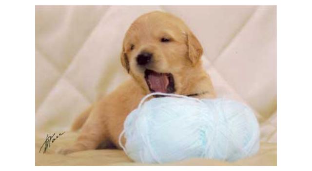 Щенки золотистого ретривера в питомнике Goldberry Щенки золотистого ретривера в питомнике Goldberry