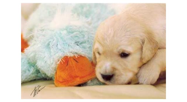 Щенки золотистого ретривера в питомнике Goldberry Щенки золотистого ретривера в питомнике Goldberry