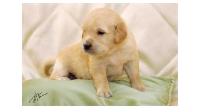 Щенки золотистого ретривера в питомнике Goldberry Щенки золотистого ретривера в питомнике Goldberry