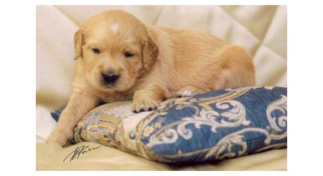 Щенки золотистого ретривера в питомнике Goldberry Щенки золотистого ретривера в питомнике Goldberry