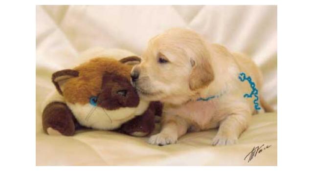 Щенки золотистого ретривера в питомнике Goldberry Щенки золотистого ретривера в питомнике Goldberry