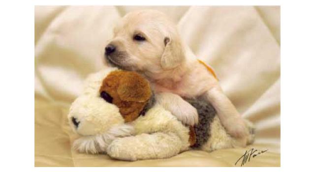 Щенки золотистого ретривера в питомнике Goldberry Щенки золотистого ретривера в питомнике Goldberry