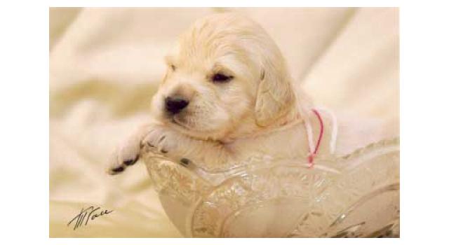 Щенки золотистого ретривера в питомнике Goldberry Щенки золотистого ретривера в питомнике Goldberry