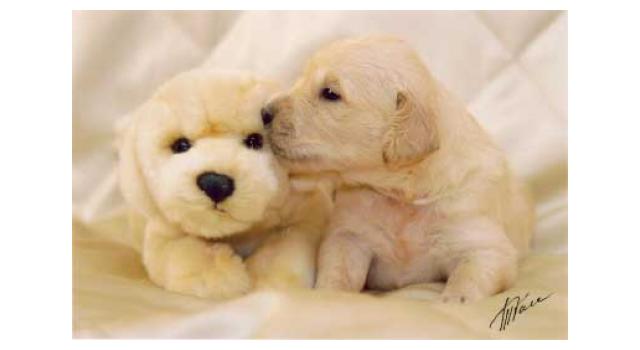 Щенки золотистого ретривера в питомнике Goldberry Щенки золотистого ретривера в питомнике Goldberry